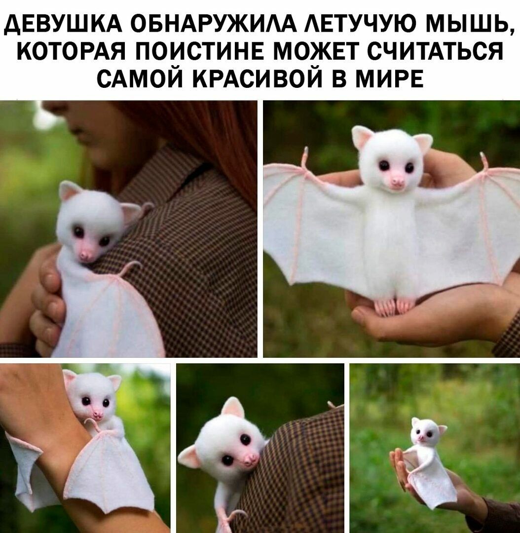 дЕВУШ КА ОБНАРУЖИАА АЕТУЧУЮ МЫШЬ КОТОРАЯ ПОИСТИНЕ МОЗКЕТ СЧИТАТЬСЯ САМОИ КРАСИВОИ В МИРЕ