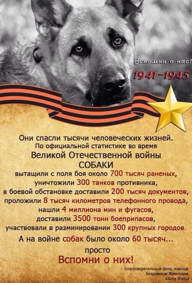 Вспомни нас 41 45 Они спасли тысячи чыювеческих жизней По официальной патисгике во время Великой Отечественной войны СОБАКИ вытащили поля боя около 700 тысяч раненых уничтожили 300 танков противника в боевой обстановке доставили 200 тысяч документов проложили 8 тысяч километров телефонного провода нашли 4 миллиона мин и фугасов доставили 3500 тонн боеприпасов участвовали в разминировании 300 крупн