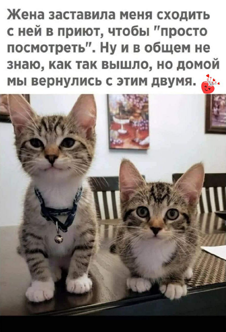 Жена заставила меня сходить с ней в приют чтобы просто посмотреть Ну и в общем не знаю как так вышло но домой мы вернулись с этим двумя