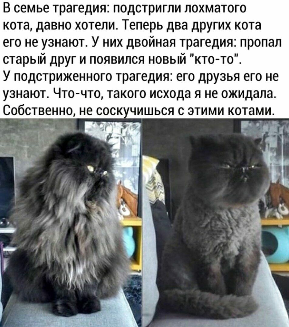 В семье трагедия подстригли лохматого кота давно хотели Теперь два других кота его не узнают У них двойная трагедия пропал старый друг и появился новый кто то У подстриженного трагедия его друзья его не узнают Что что такого исхода я не ожидала Собственно не соск чишься с этими котами