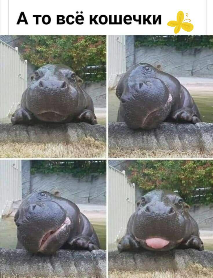 А то всё кошечки