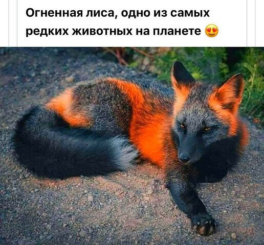Огненная ЛИСЭ ОДНО из самых редких ЖИВОТНЫХ на планете