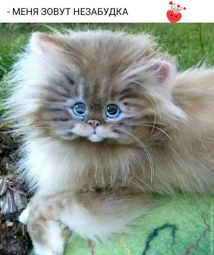 МЕНЯ ЗОВУТ НЕЗАБУДКА