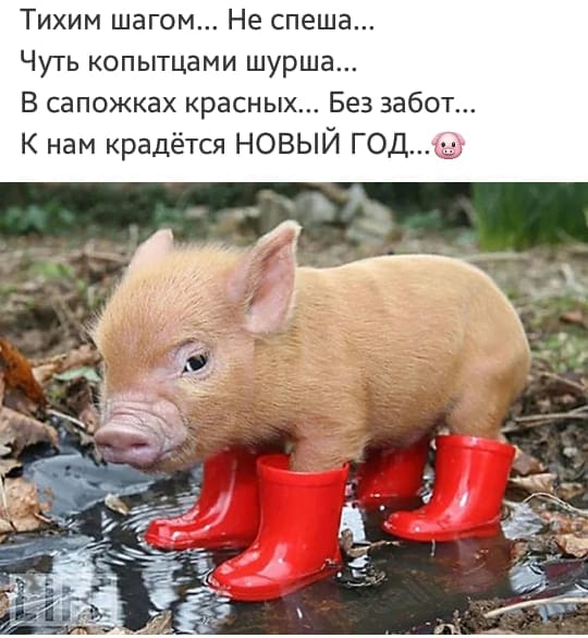 Тихим шагом Не спеша Чуть копытцами шурша В сапожках красных Без забот К нам крадётся НОВЫЙ ГОД