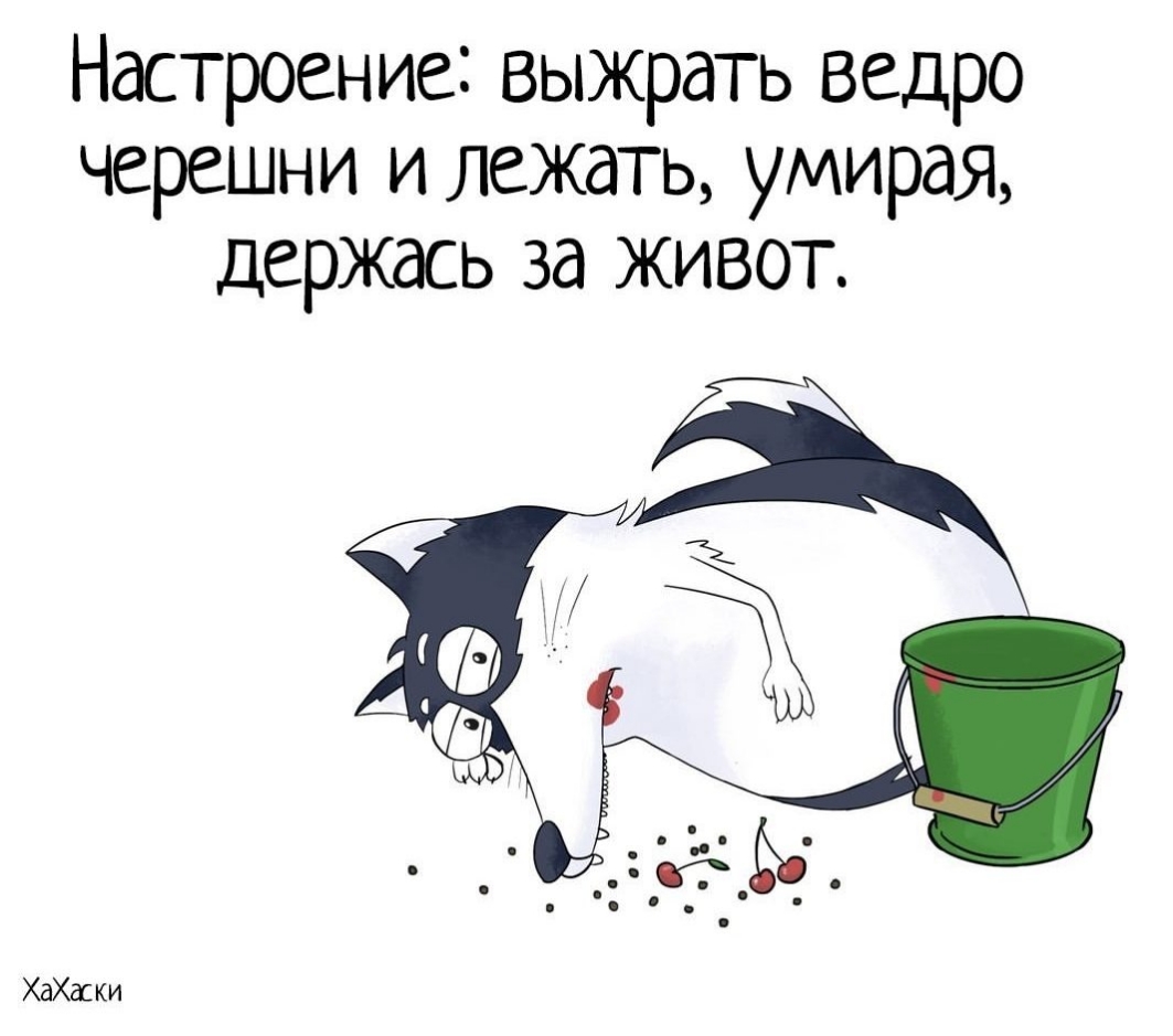 Настроение выжрать ведро черешни и лежать умирая держась за живот ХаХаски