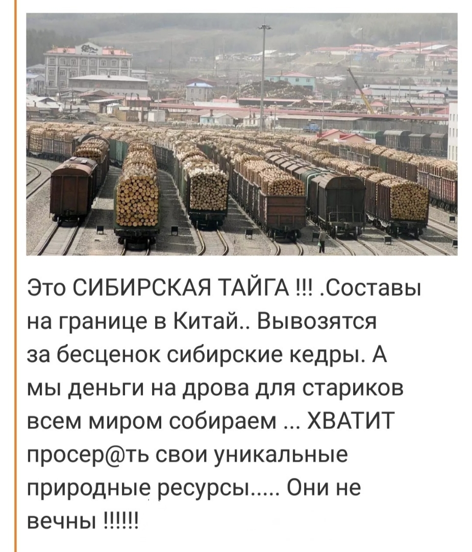 Это СИБИРСКАЯ ТАЙГА Составы на границе в Китай Вывозятся за бесценок сибирские кедры А мы деньги на дрова для стариков всем миром собираем ХВАТИТ просерть свои уникальные природные ресурсы Они не вечны
