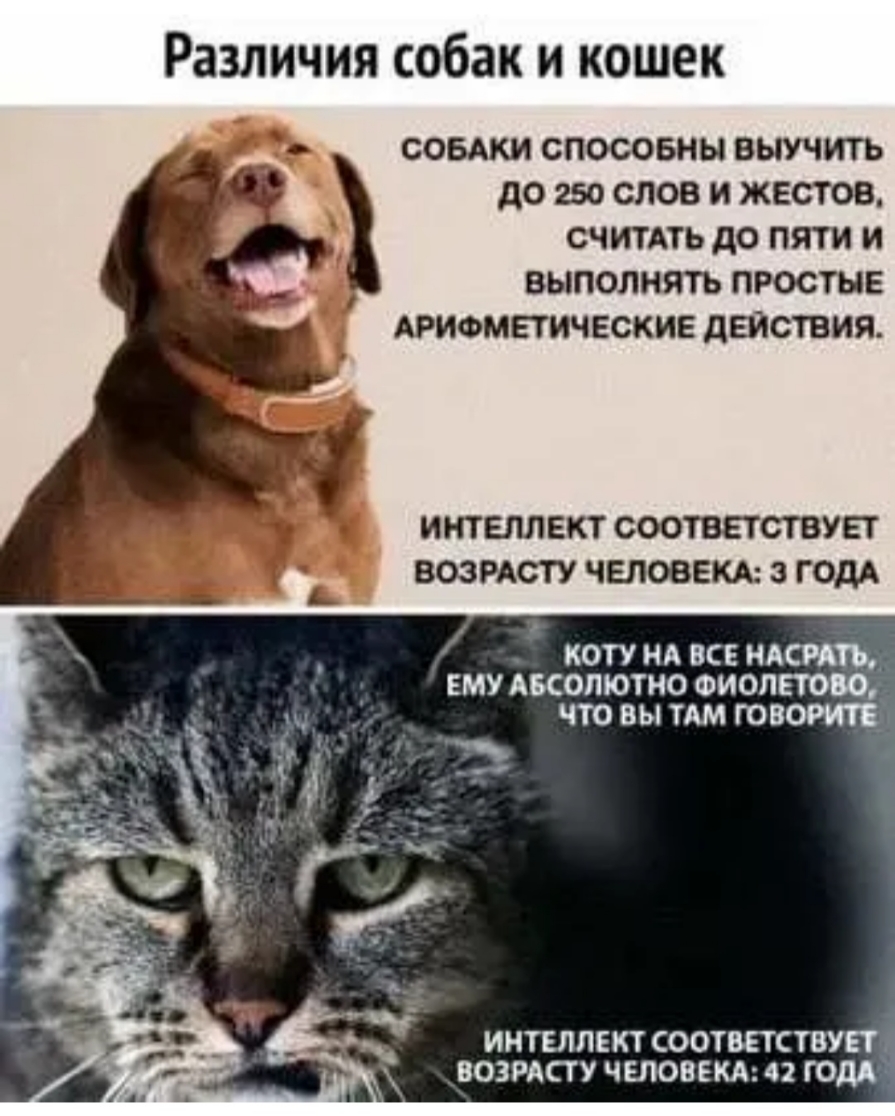 Различия собак и кошек СОБАКИ СПОСОБНЫ ВЫУЧИТЬ ДО 250 СЛОВ И ЖЕСТОВ СЧИТАТЬ до ПЯТИ И ВЫПОЛНЯТЪ ПРОСТЫЕ АРИФМЕТИЧЕСКИЕ дШОТВИЯ ИНТЕЛЛЕКТ ОООТВЕТСТВУЕТ ВОЗРАСТУ ЧЕЛОВЕКА 3 Г ОДА _ коту НА все мать ему АБСОЛЮТНО толщ щ что вы ТАМ говорит А ИНТЕЛЛЕКТ СООТВЕТСТВУЕГ ВОЗРАСТУ ЧЕЛОВЕКА 2 ГОДЫ