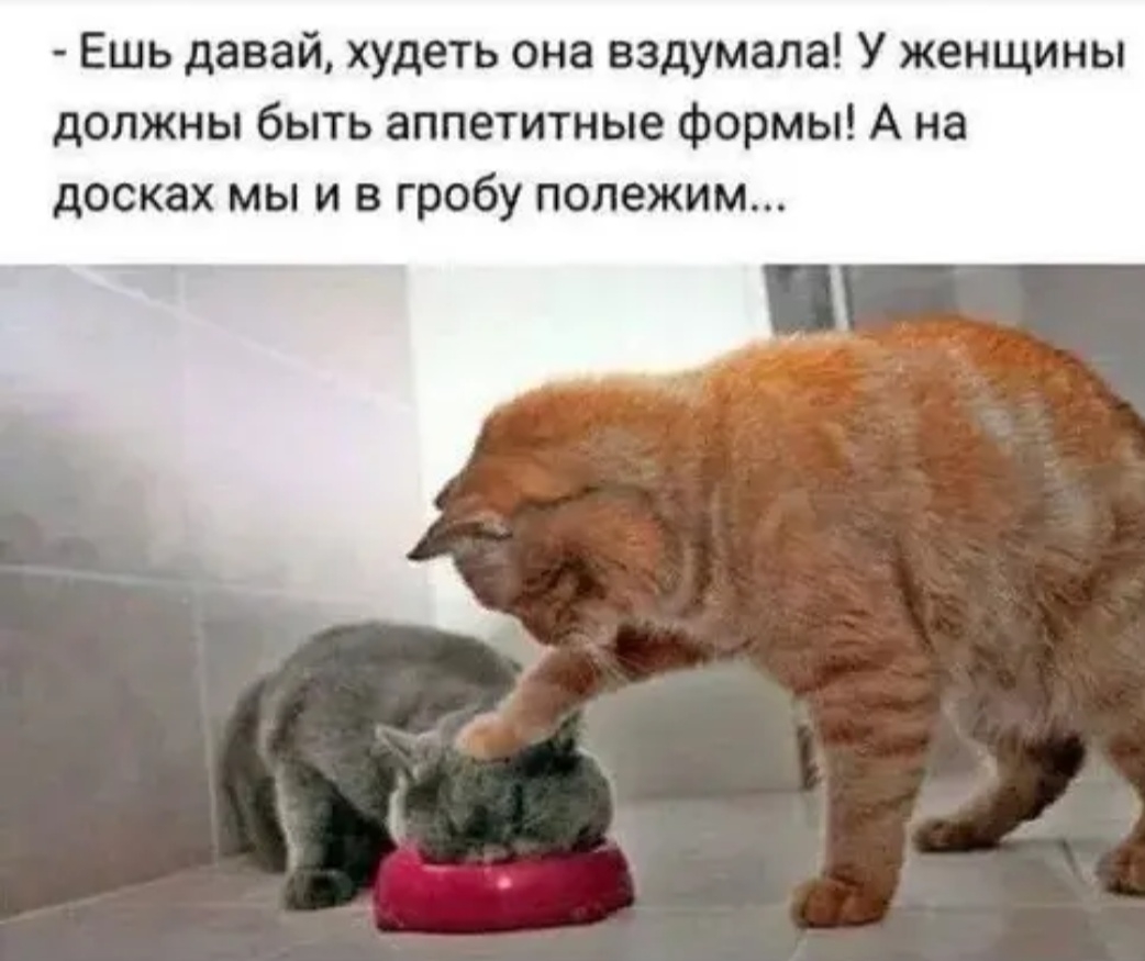 Ешь давай худеть она вздумала У женщины должны быть аппетитные формы А на досках мы и в гробу полежим