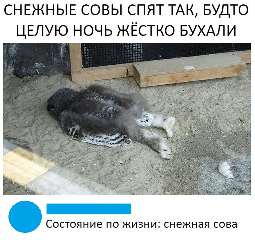 СНЕЖНЫЕ СОВЫ СПЯТ ТАК БУДТО ЦЕЛУЮ НОЧЬ ЖЁСТКО БУХАЛИ СОСТОЯНИЕ ПО ЖИЗНИ СНЕЖНЭЯ СОВЭ