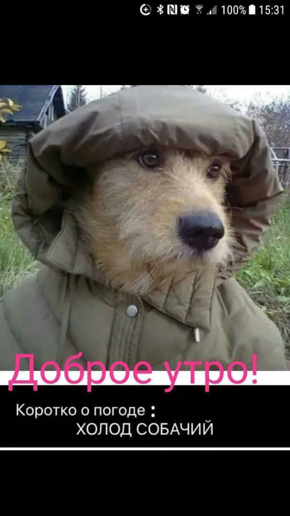 пеш 11001531 Коротко о погоде _ ХОЛОД СОБАЧИИ