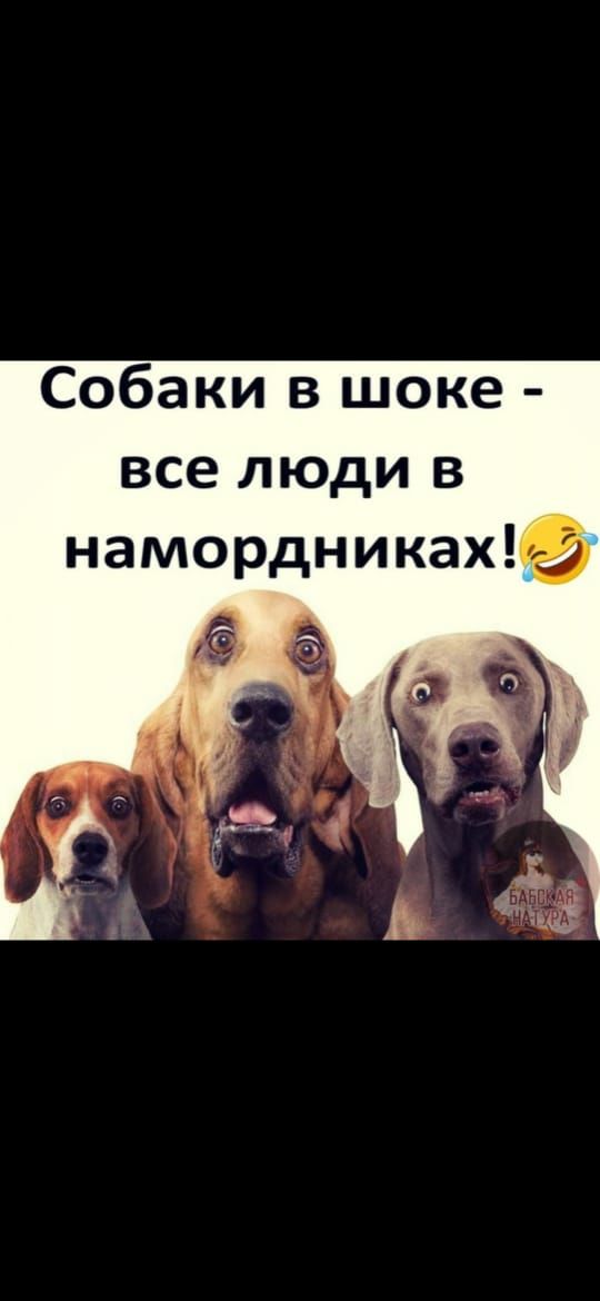 Собаки в шоке все люди в намордниках
