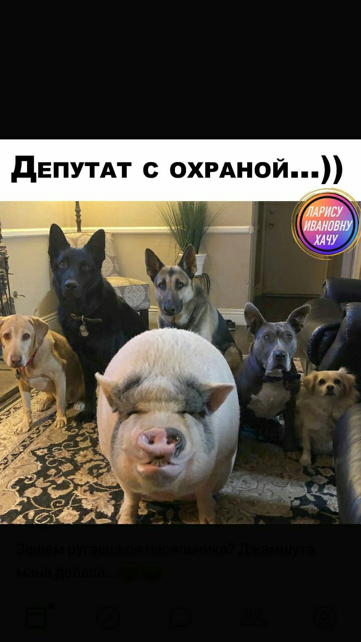 дЕПУТАТ с охрдной