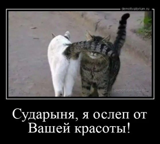 Сударыня я ослеп от Вашей красоты