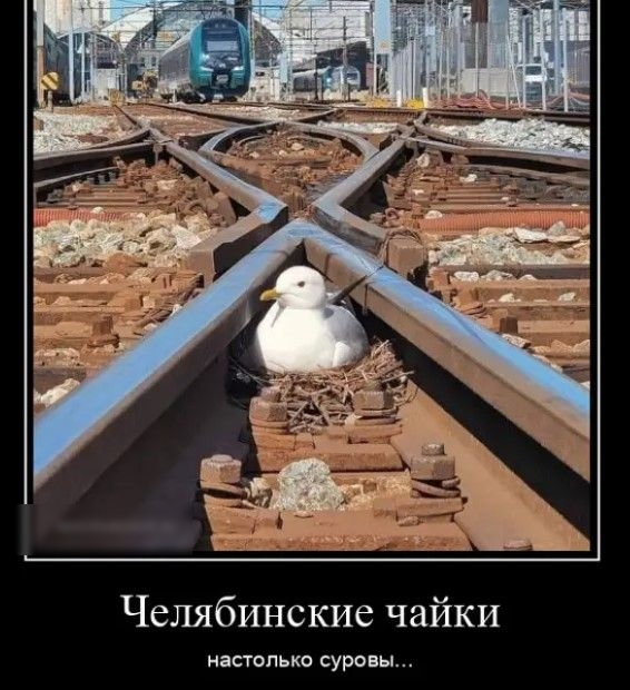 Челябинские чайки настолько суровы