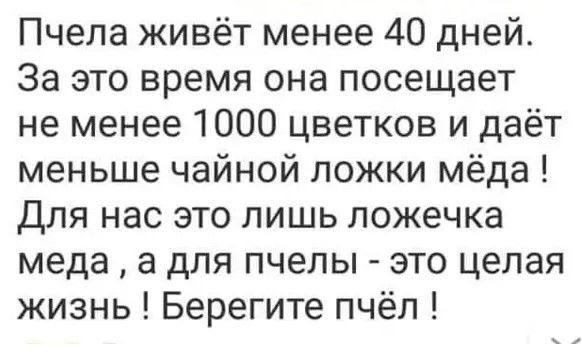 Пчела живёт менее 40 дней За это время она посещает не менее 1000 цветков и даёт меньше чайной ложки мёда Для нас это лишь ложечка меда а для пчелы это целая жизнь Берегите пчёл