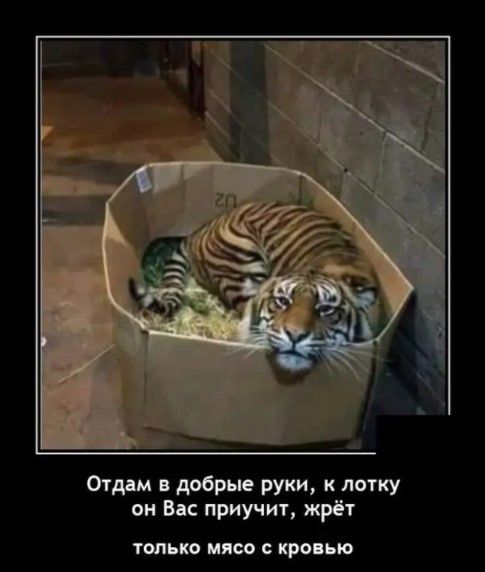 Отдям добрые руки к лотку аи Вас приучит жрёт ТМ МЯСО КРОПЪЮ