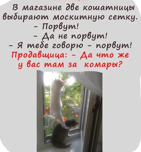 В Магазине дбе кощатницы выбирают москитную сетку Порбум Да не порвут Я тебе гоборю порвут