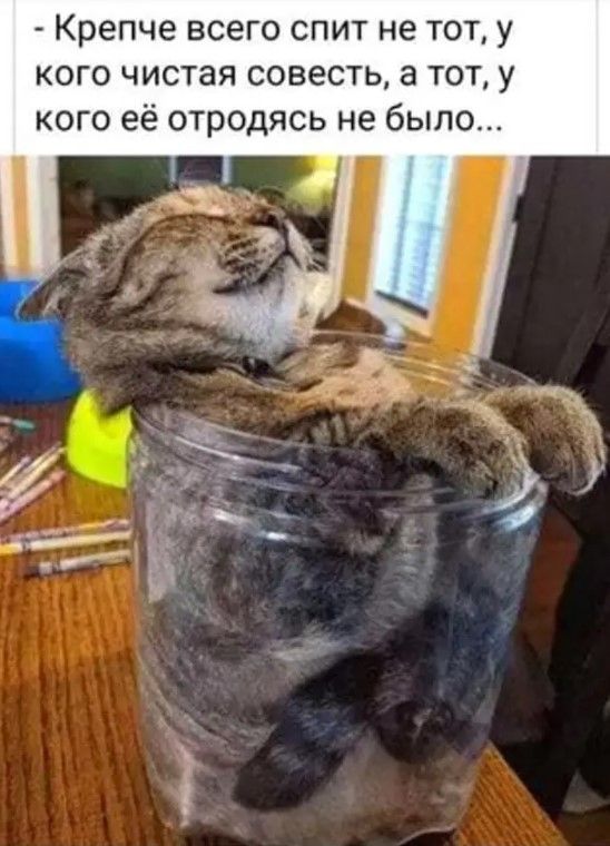 Крепче всего спит не тот у кого чистая совесть а тот у кого её отродясь не было яньИ