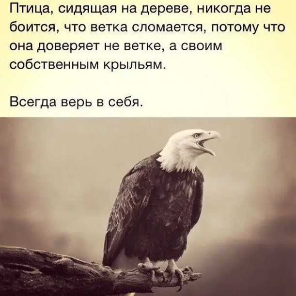 Птица сидящая на дереве никогда не боится что ветка сломается потому что она доверяет не ветке а своим собственным крыльям Всегда верь в себя