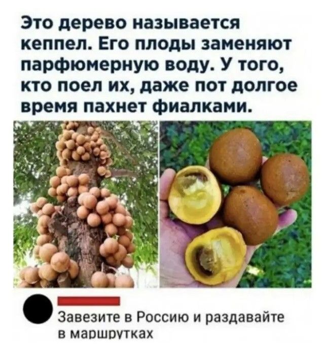 Это дерево называется кеппел Его плоды заменяют парфюмерную воду У того кто поел их даже пот долгое время пахнет фиалками Завезите в Россию и раздавайте в маршрутках
