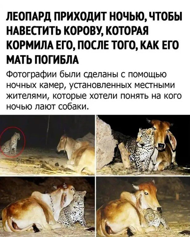 ЛЕОПАРД ПРИХОДИТ НОЧЬЮ ЧТОБЫ НАВЕСТИТЬ КОРОВУ КОТОРАЯ КОРМИЛА ЕГО ПОСЛЕ ТОГО КАК ЕГО МАТЬ ПОГИБЛА Фотографии были сделаны с помощью НОЧНЫХ камер УСГаНОВПЭННЫХ МСГНЫМИ жителями которые хотели ПОНЯТЬ на КОГО ночью лают собаки