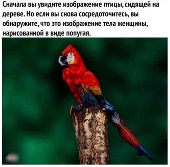 Сначала вы увидите изображение тицыидящей на дереве но если вы снова сосредоточит вы обнаружите чт это изображение ела женщины нарисованной в виде ппп гаи