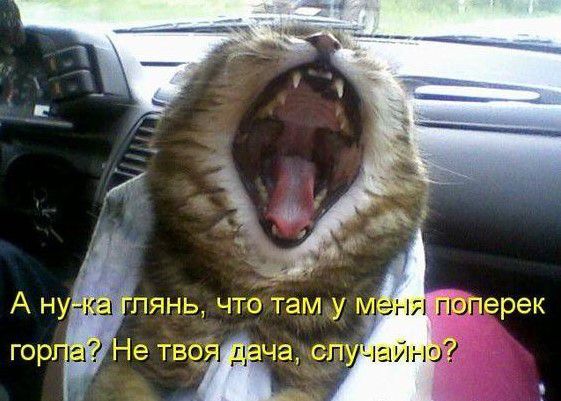 А ну пянь что там у гпр е твц ча слу