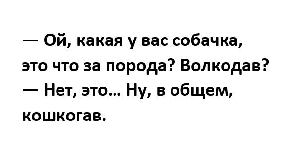 Ой какая у вас собачка это что за порода Волкодав Нет это Ну в общем кошкогав