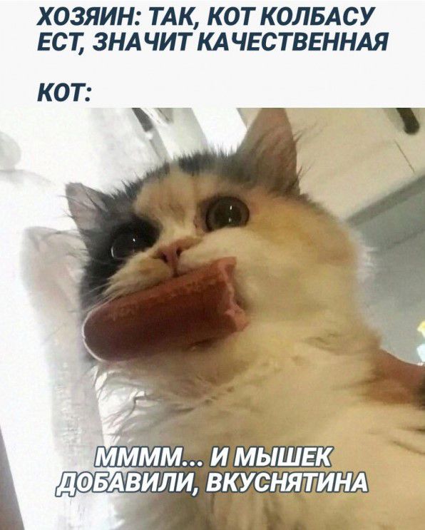 ХОЗЯИН ТАК КОТ КОЛБАСУ БСТ ЗНАЧИТ КАЧЕСТВЕННАЯ КОТ ДФБАВИЛИ ВК УЁНЯЖИНА г