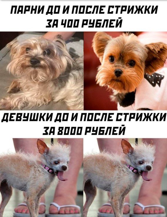 плпни ли и ППЕЛЕ стрижки зд чип пнвлвй А П 1 Х Мій А _ ЛЕВНШКИДП И ППБЛЕ СТРИЖКИ зд вили пивлвй
