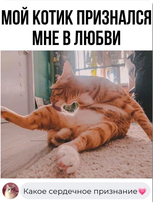 МОЙ КОТИК ПРИЗНАЛСЯ МНЕ В ЛЮБВИ