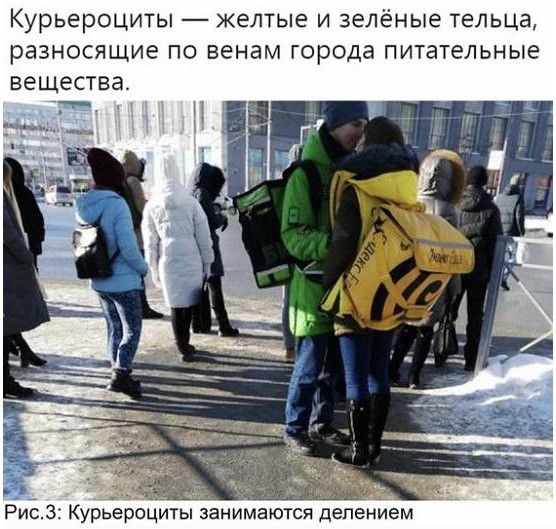 Курьероциты желтые и зеленые тельца РВЗНОСЯЩИЭ ПО ВЭНЭМ города ПИТЭТЭЛЬНЫЁ вещества Рис3 Курьерпциты занимаются делением