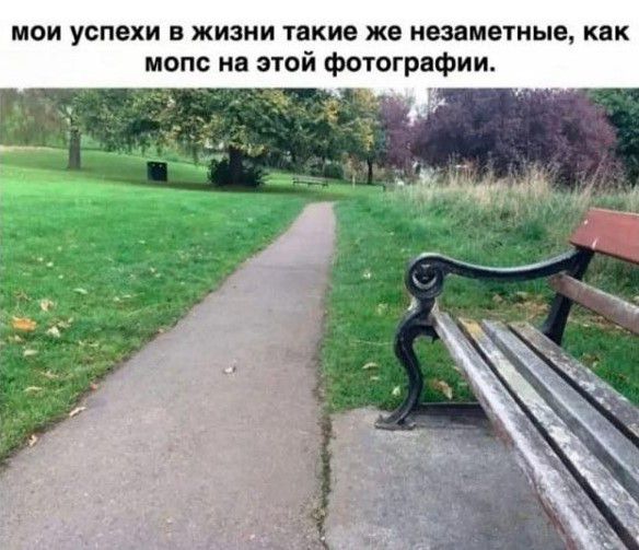 мои успехи в жизни такие же незаметные как мопс на этой фотогрнфиш