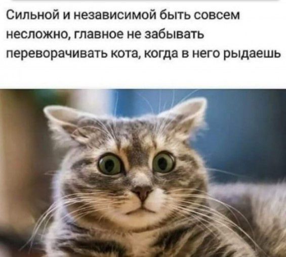 Сильной и независимой быть совсем несложно главное не забывать ПЕРЕБОРЗЧИВЗТЬ КОТЗ когда Б НЕГО рыдаешь