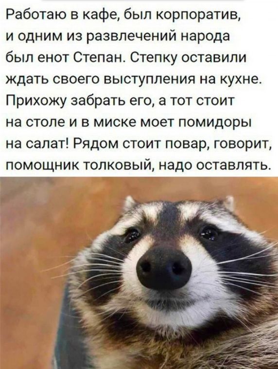 Работаю в кафе был корпоратив и одним из развлечений народа был енот Степан Степку оставили ждать своего выступления на кухне Прихожу забрать его а тот стоит на столе и в миске моет помидоры на салат Рядом стоит повар говорит помощник толковый надо оставлять