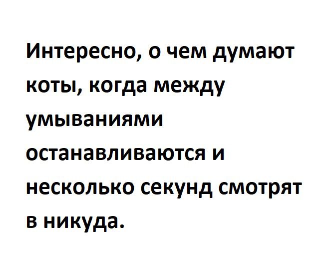 Интересно о чем думают коты когда между умываниями останавливаются и несколько секунд смотрят в никуда