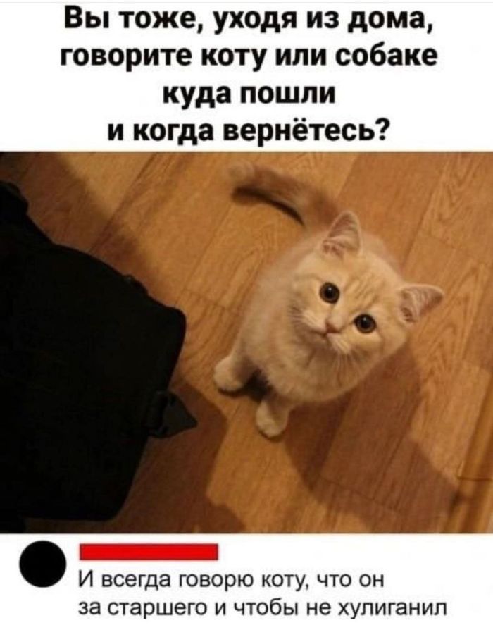 Вы тоже уходя из дома говорите коту или собаке куда пошли и когда вернётесь И всегда ГОВОРЮ КОТУ4 ЧТО ОН за старшего и чтобы не хупиганип