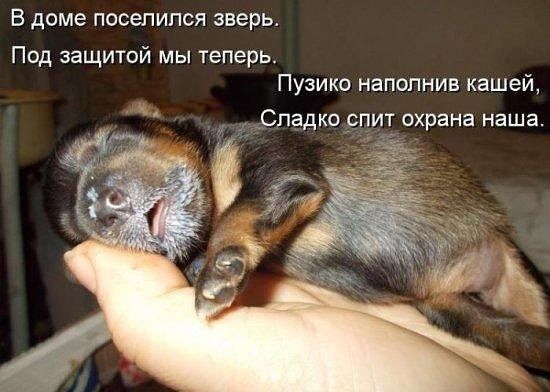 В доме поселился зверь Под защитой мы теперь Пузико наполнив кашей Сладко рп т охрана наша