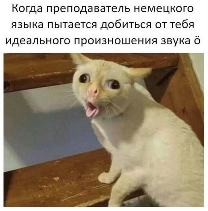 Когда преподаватель немецкого языка пытается добиться от тебя идеального произношения звука