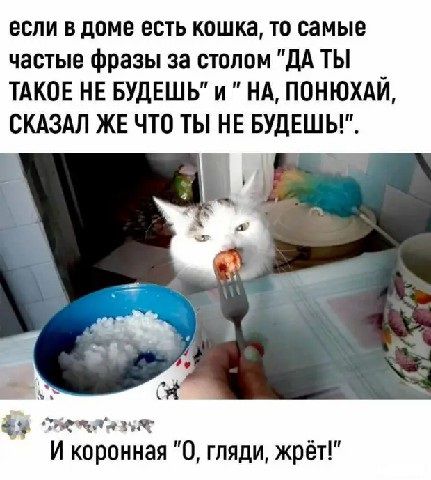 если в доме есть кошка то самые частые фразы за сшлом дА ТЫ ТАКОЕ НЕ БУДЕШЬ и НА ПОНЮХАЙ СКАЗАЛ ЖЕ ЧТО ТЫ НЕ БУДЕШЬ 09 не чым ч _ и коронная 0 гляди жрет