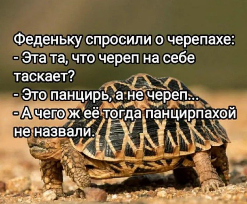 Фёденьку спросили о черепахе Эта та что череп на себе таскает