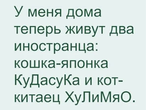 У меня дома теперь живут два иностранца кошка японка КуДасуКа и кот китаец ХуПиМяО