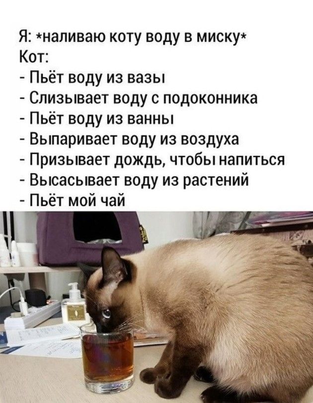 Я напиваю коту воду в миску Кот Пьёт воду из вазы Спизывает воду с подоконника Пьёт воду из ванны Выпаривает воду из воздуха Призывает дождь чтобы напиться Высасывает воду из растений Пьёт мой чай