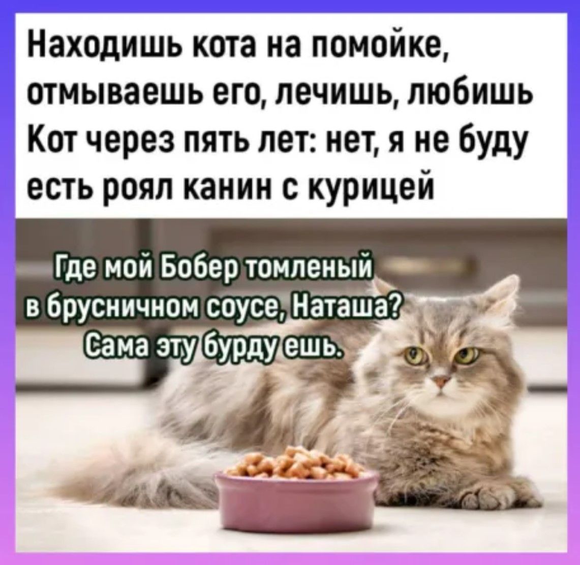 Находишь кота на помойке отмываешь его лечишь любишь Кот через пять лет нет я не буду есть роял канин с курицей Где мой Бобер томпен