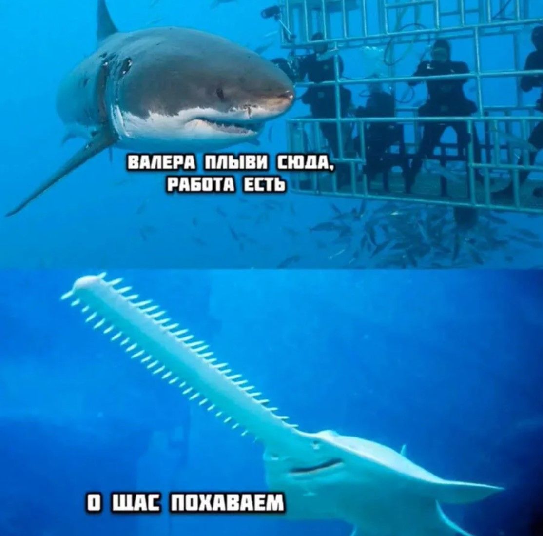 Валера плыви сюда, работа есть. О щас похаваем.