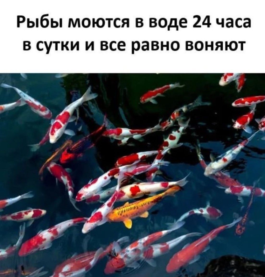 Рыбы моются в воде 24 часа в сутки и все равно воняют