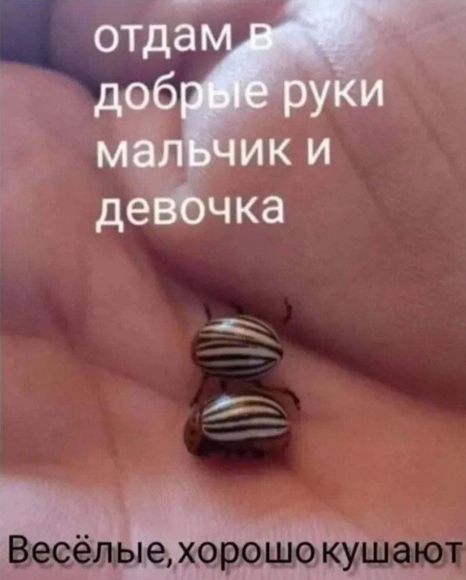 отдам в добрые руки мальчик и девочка
Весёлые, хорошо кушают