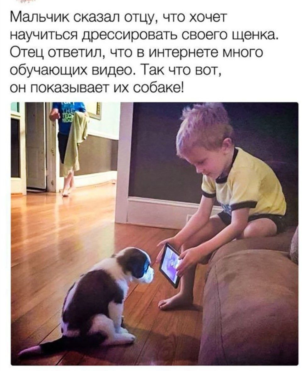 Мальчик сказал отцу, что хочет научиться дрессировке своего щенка. Отец ответил, что в интернете много обучающих видео. Так что вот, он показывает их собаке!