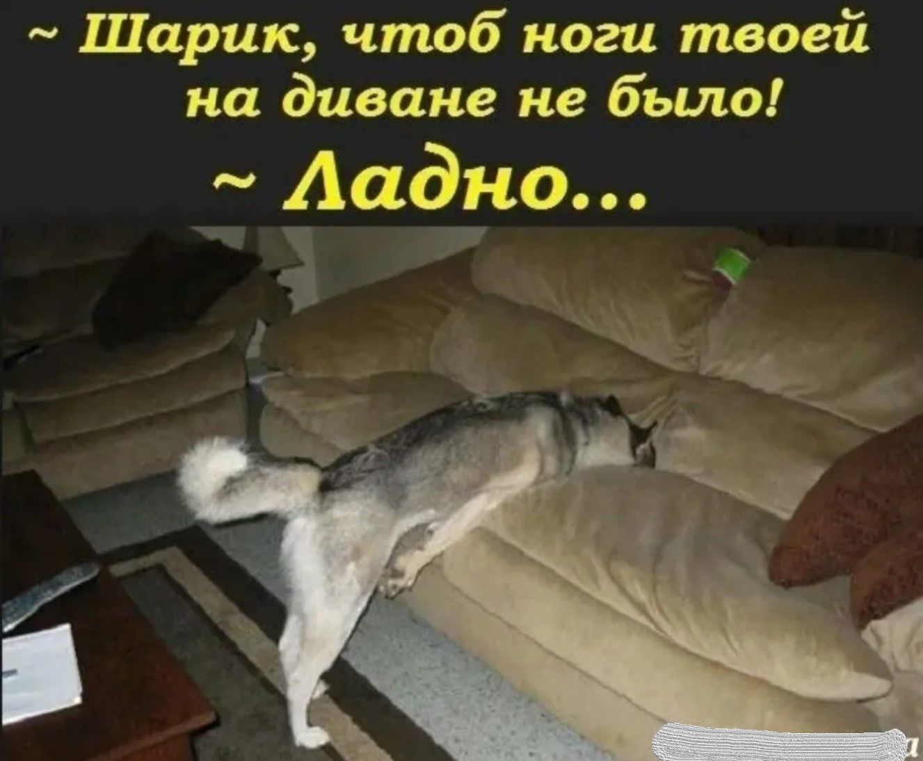 ~ Шарик, чтоб ноги твоей на диване не было! ~Ладно...