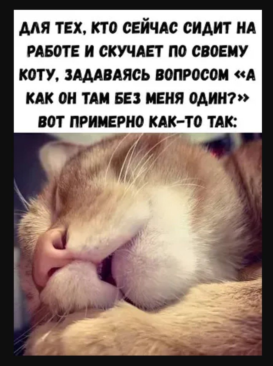 ДЛЯ ТЕХ, КТО СЕЙЧАС СИДИТ НА РАБОТЕ И СКУЧАЕТ ПО СВОЕМУ КОТУ, ЗАДАВАЯСЬ ВОПРОСОМ «А КАК ОН ТАМ БЕЗ МЕНЯ ОДИН?» ВОТ ПРИМЕРНО КАК-ТО ТАК: